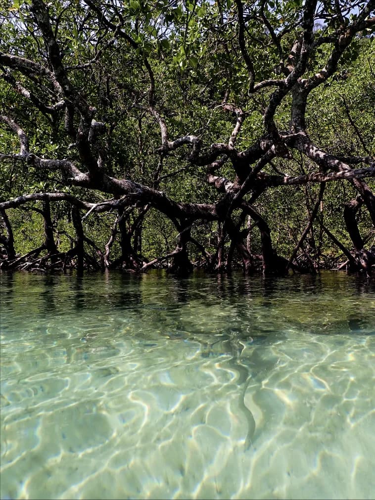Mangrove eco-reserve boardwalk
