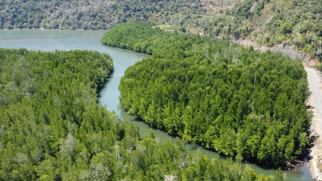 Fakta Unik Mangrove : Vegetasi Pantai yang Penting untuk Jaga Ekosistem Laut